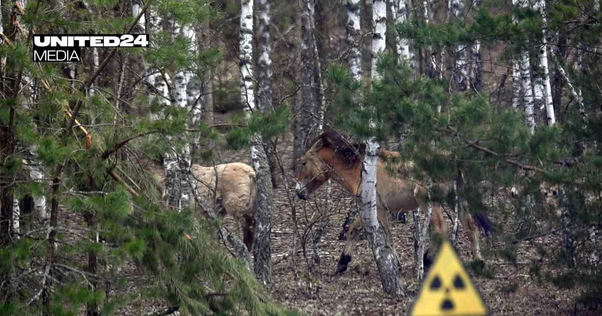 Russian Military Occupation Harmed Chornobyl Wildlife Populations, Scientists Reveal