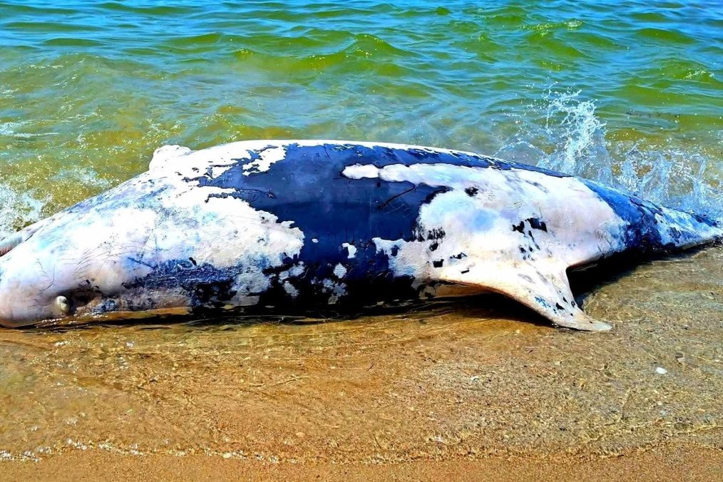 The catastrophic scale of the chain-reaction mortality mechanism affecting cetaceans.  (Source: Tuzly Lagoons National Nature Park)