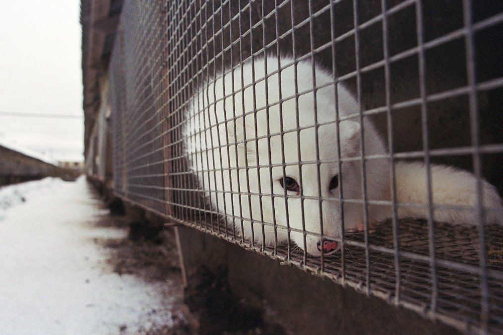 An Arctic fox lies in a cage before being taken to be skinned on November 3, 2000, in Murmansk, Russia. Illustrative photo. (Source: Getty Images)