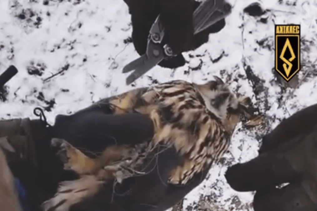 Ukrainian soldiers carefully free an owl tangled in enemy anti-drone netting and fiber-optic lines during a combat mission. (Photo: 429th Separate Unmanned Systems Brigade “Achilles”)