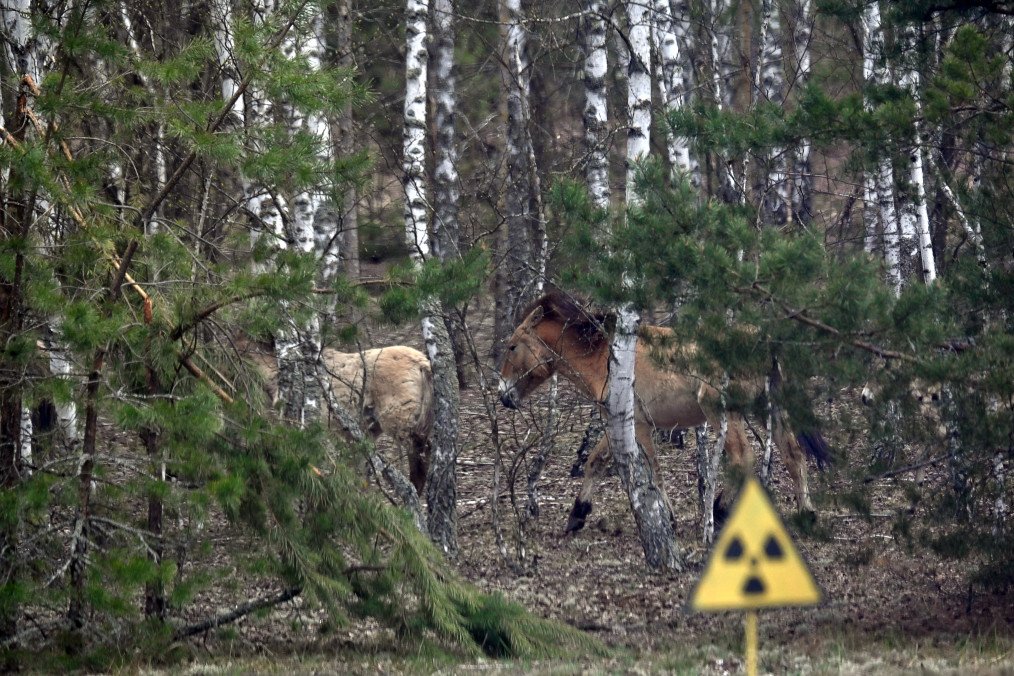 Russian Military Occupation Harmed Chornobyl Wildlife Populations, Scientists Reveal Wild Przewalski's horses, endangered species native to Asia,that thrives in a radioactively contaminated area, roam near a forest road in the Chornobyl zone. (Source: Getty Images)