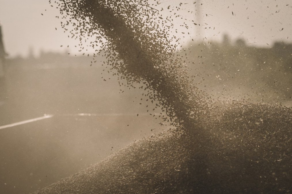 A farmer collects collects grain from a combine harvester during the summer wheat harvest in the Fastiv district of Kyiv region, Ukraine, on July 24, 2023. Illustrative photo. (Source: Getty Images)