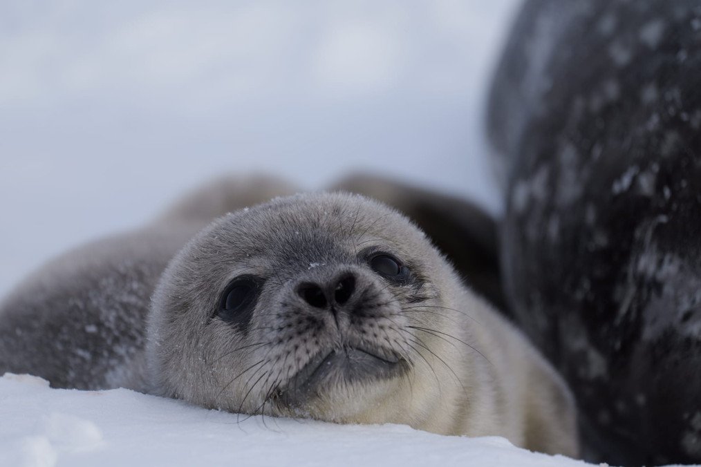 Ukrainian Polar Researchers Name Weddell Seal Pup in Honor of Ukrainian Marine Drone