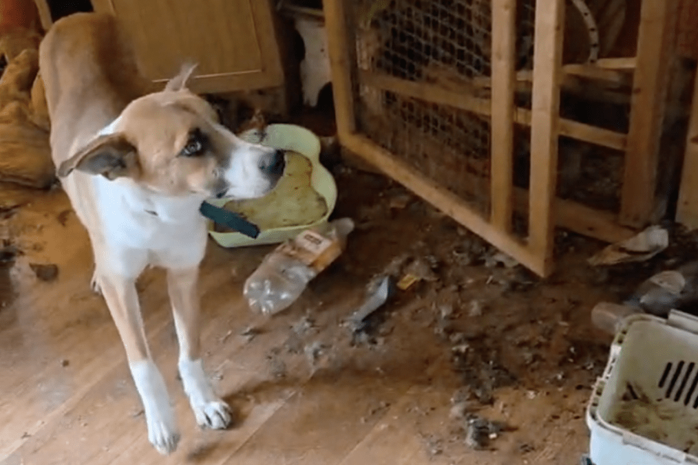 A dog stands inside the “Forgotten Hearts” animal shelter in Bataysk, Russia. (Source: Telegram channel “Aksai—Helpers to Animals”)
