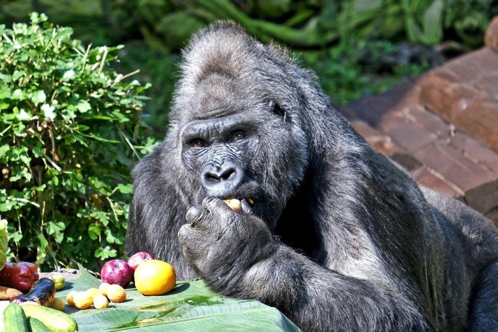 Kyiv Zoo Throws Birthday Picnic to Celebrate Tony the Gorilla’s 50th Anniversary