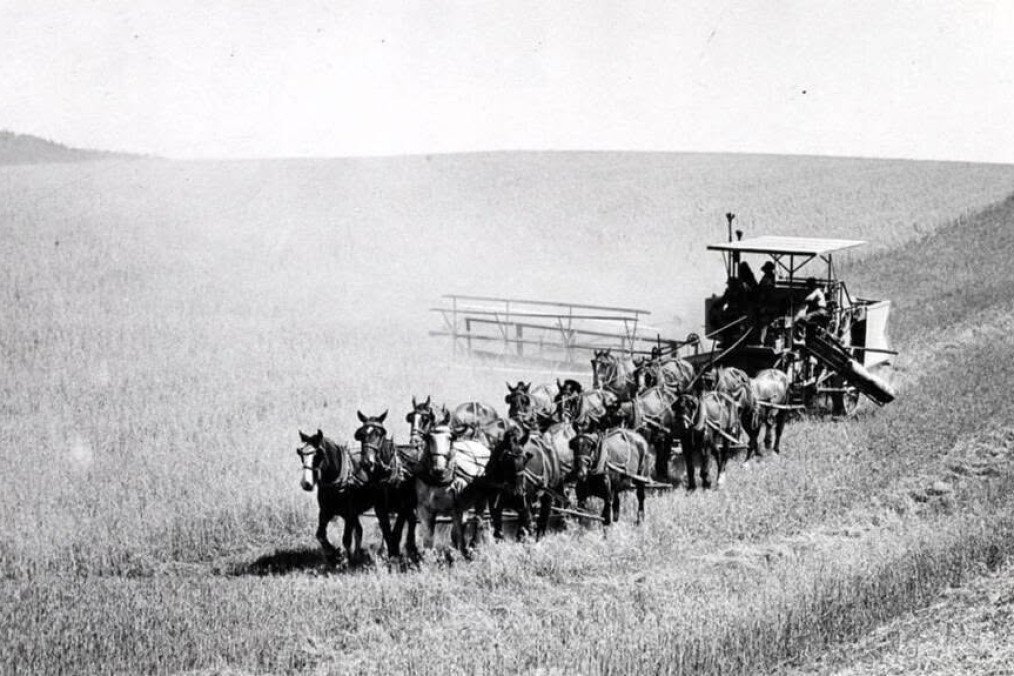 Vintage horse-powered wheat harvesting combine reportedly outside Moscow, 1930s-40s. Vintage horse-powered wheat harvesting combine reportedly outside Moscow, 1930s-40s.