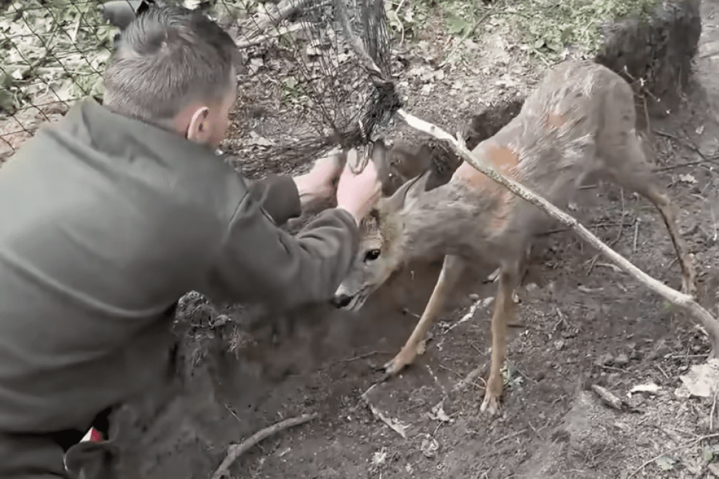 Ukrainian border guards rescue a roe deer caught in an anti-drone net. (Source: Striks strike unmanned aerial systems unit of the 4th Border Detachment)
