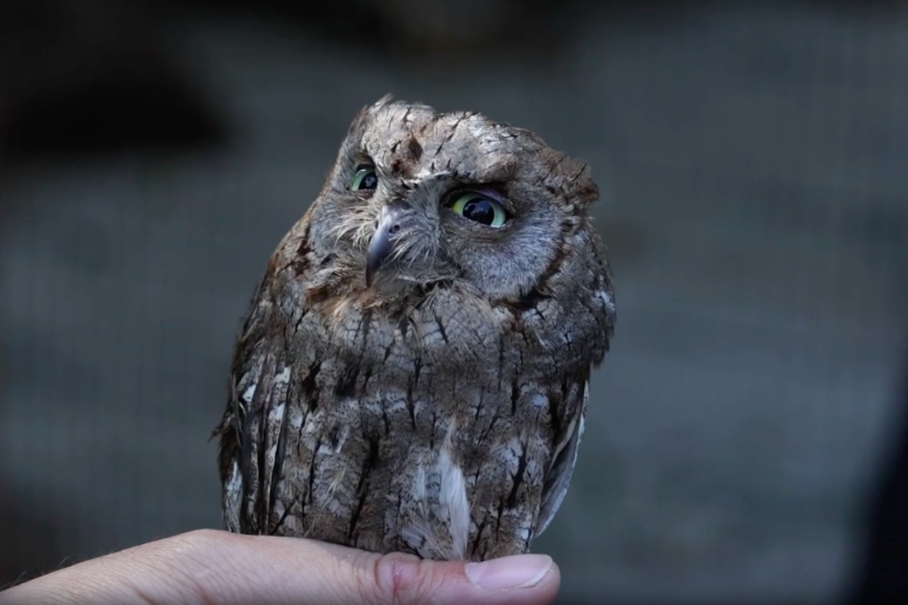 Rescued Owls from Ukrainian Defense Ministry Find New Home in Kyiv Zoo