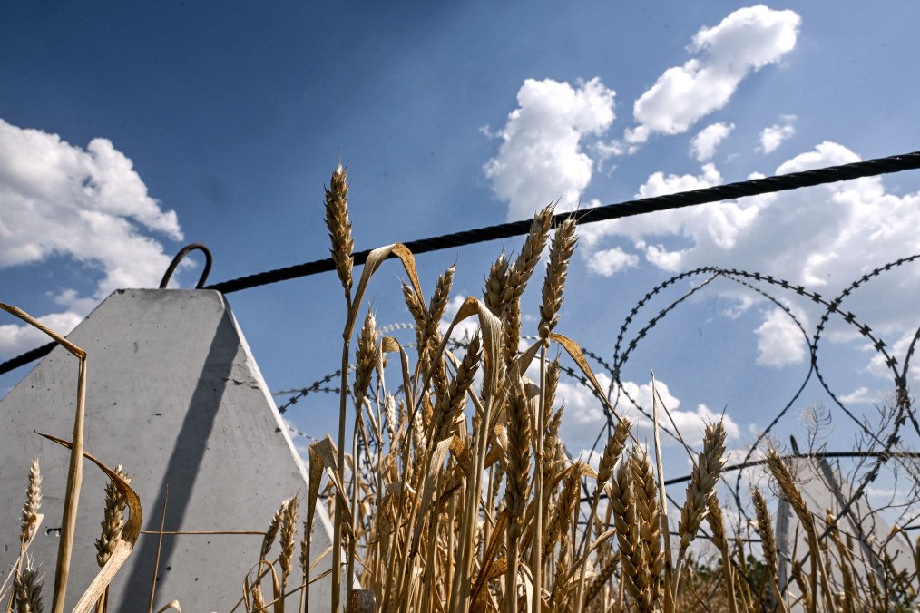 Wheat grows by pyramidal anti-tank obstacles and barbed wire in the field near Orikhiv, a city in the Polohy district, Zaporizhzhia region, Ukraine on July 8, 2025. (Source: Getty Images)