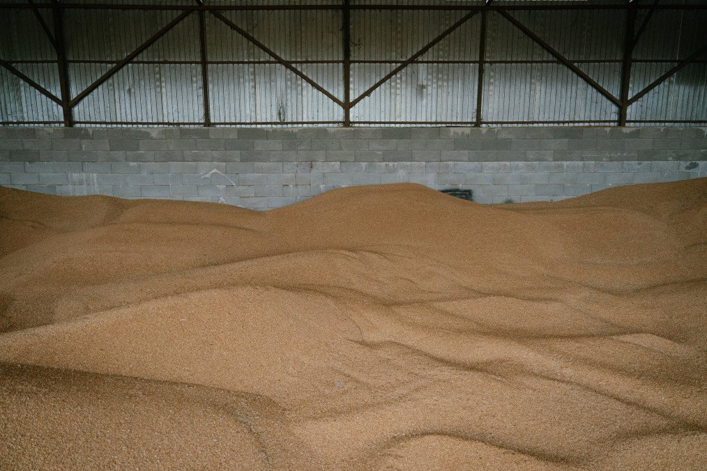 Harvested wheat grain. (Source: Getty Images)