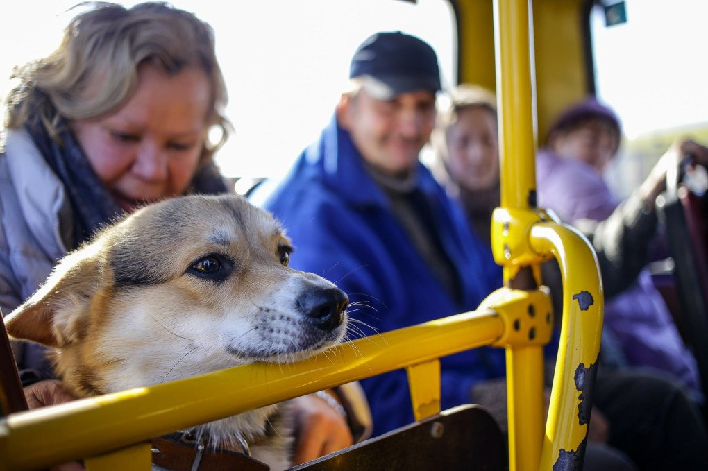 Residents of the Kyiv region evacuating together with their pets, March 2022. (Source: Stas Yurchenko)