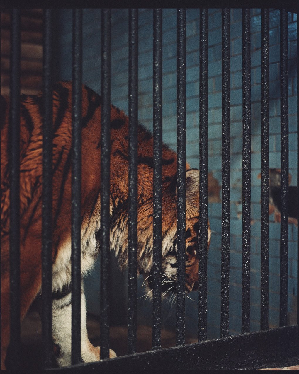 Agrypyna in the winter enclosure. As the tigers aged, they began to fight, now they rotate—one week in the summer enclosure and one week in the winter enclosure. (Photo: Lucile Brizard) Agrypyna in the winter enclosure. As the tigers aged, they began to fight, now they rotate—one week in the summer enclosure and one week in the winter enclosure. (Photo: Lucile Brizard)