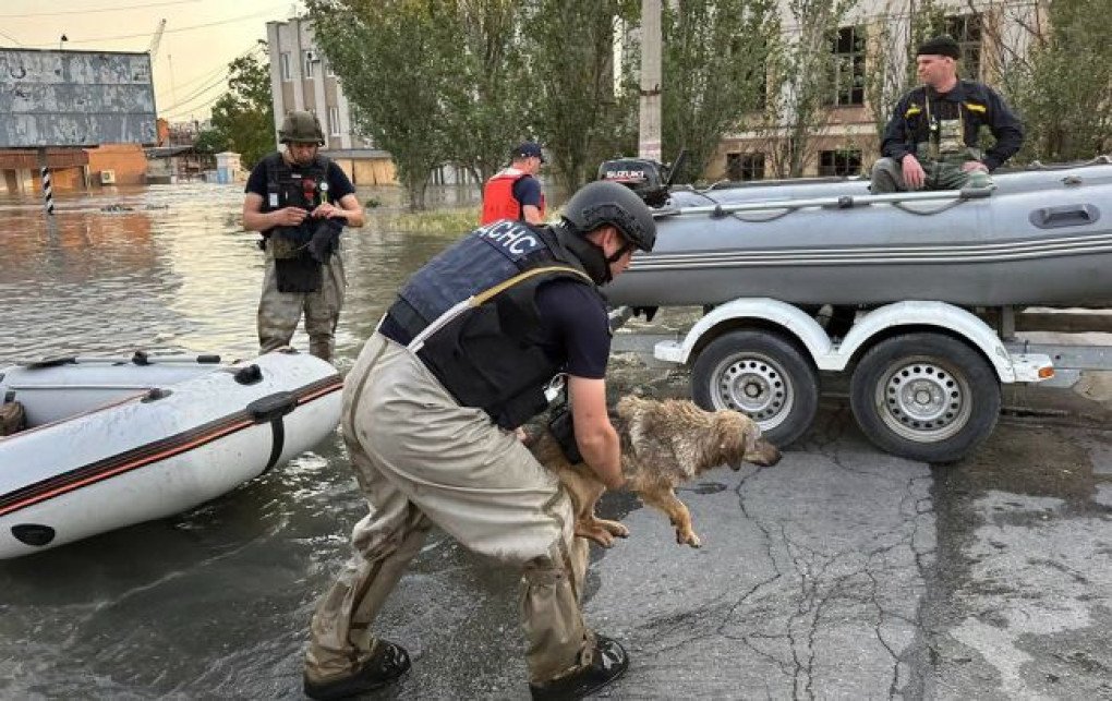 Ukrainian Volunteers Who Have Been Saving Animals Amid War and ...