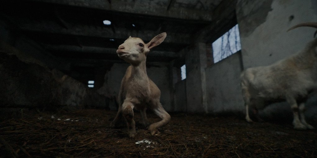 Still from the film “RESCUE.” (Source: Ukrainian organization Every Animal)