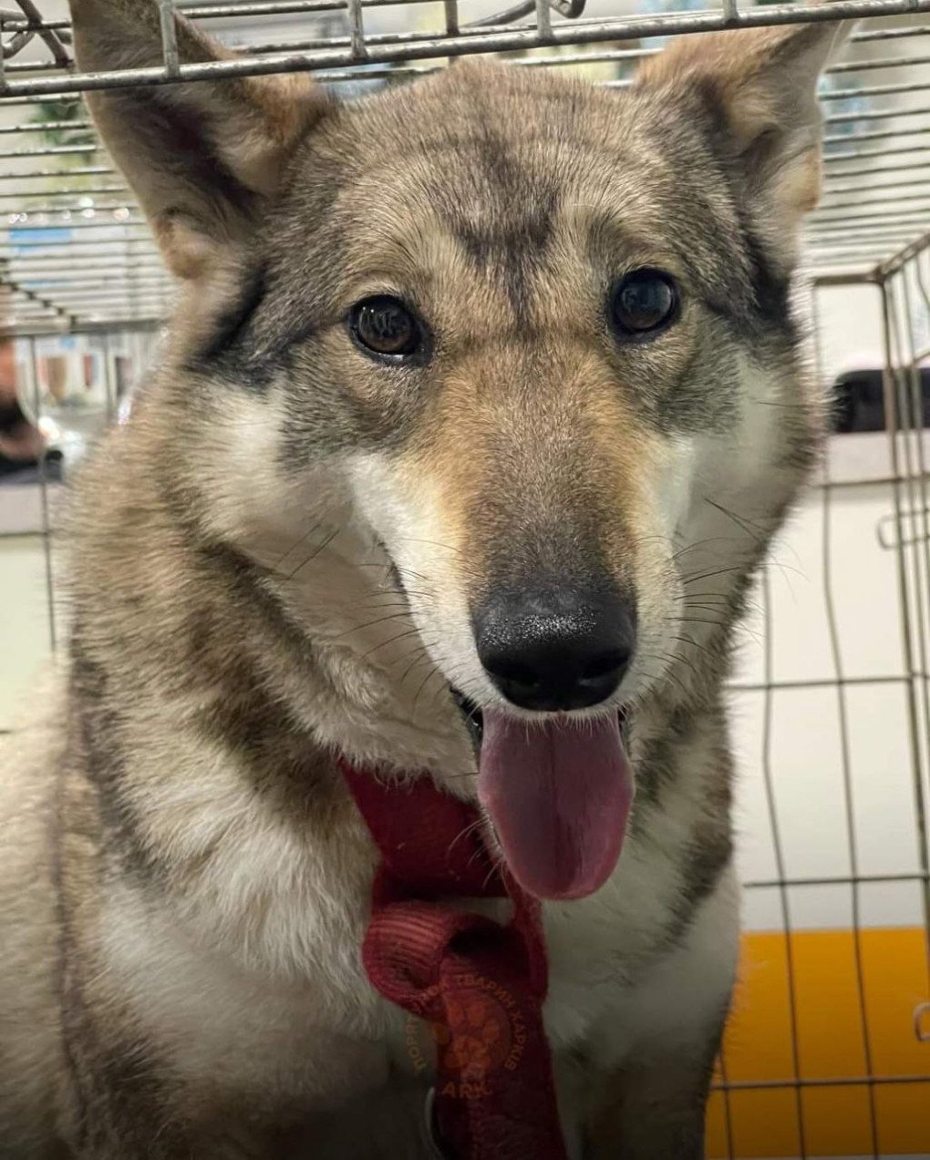 A rescued dog from Vovchansk, Kharkiv region, May 2024. (Source: Animal Rescue Kharkiv)