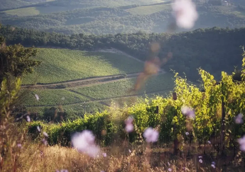 A glimpse of the vineyards at Fattoria della Aiola. (Source: aiolawines.com) A glimpse of the vineyards at Fattoria della Aiola. (Source: aiolawines.com)