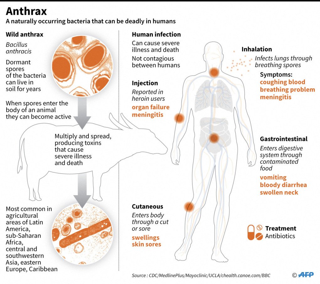 The infographic shows how anthrax spreads from contaminated soil and animals to humans, outlining the main routes of infection and symptoms. (Source: Getty Images) The infographic shows how anthrax spreads from contaminated soil and animals to humans, outlining the main routes of infection and symptoms.