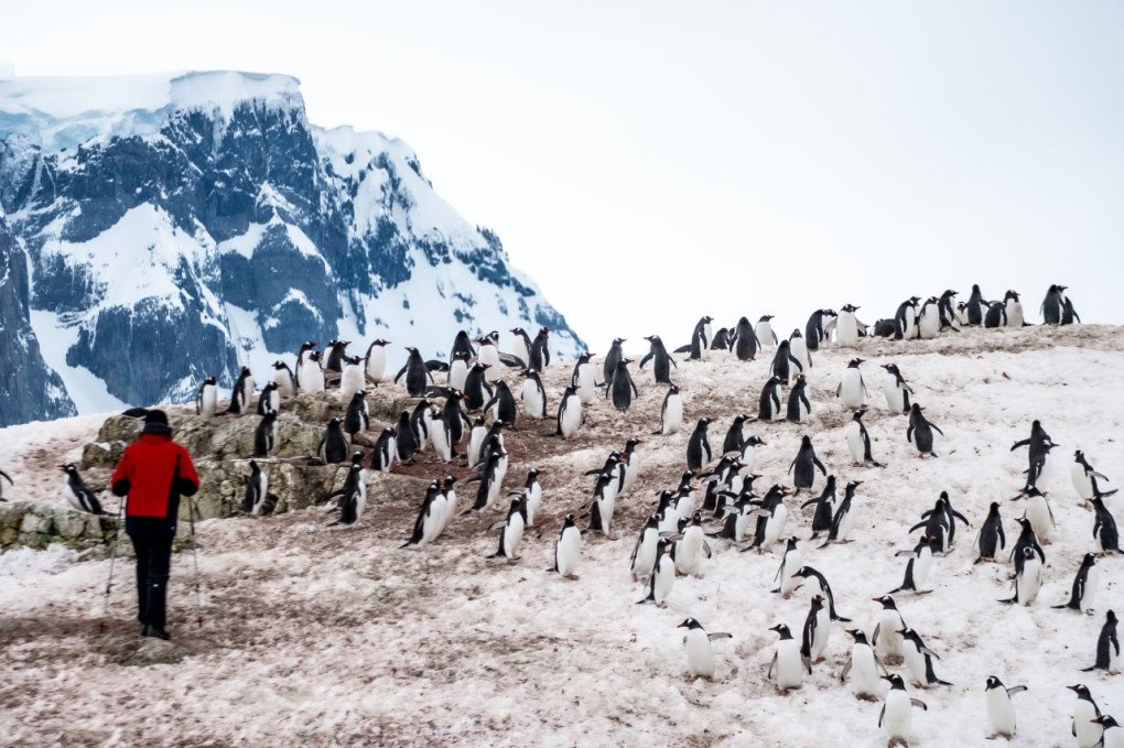 Ukrainian polar researcher and penguins. Photo: Maksym Bilous Ukrainian polar researcher and penguins. Photo: Maksym Bilous