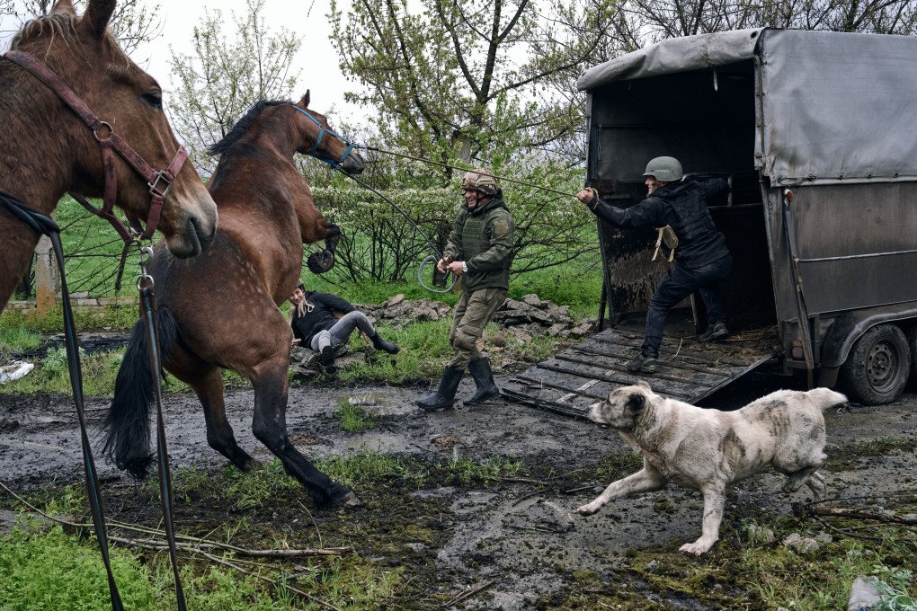 AVDIIVKA, UKRAINE - MAY, 2023. This image shows the evacuation of animals from a farm destroyed by Russian shelling. The ground is marked with craters from airstrikes, artillery remnants, and Grad rockets. Several horses had already been killed, and others were injured. The evacuation took days. The farm, located in Avdiivka, was still under fire during the process, with shelling occurring nearby. Many of the horses were not used to wearing bridles, making it difficult to load them into transport trucks. (LIBKOS.)