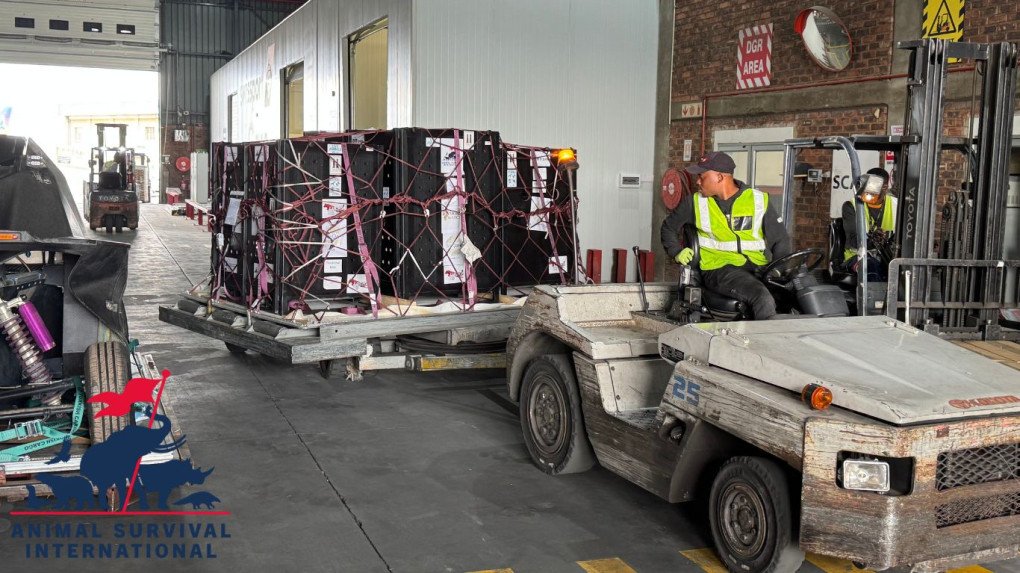 Los tres leones descansan en sus jaulas de transporte tras aterrizar en el Aeropuerto Internacional OR Tambo de Johannesburgo. (Fuente: ASI/TarynSlabbert) Los tres leones descansan en sus jaulas de transporte tras aterrizar en el Aeropuerto Internacional OR Tambo de Johannesburgo. (Fuente: ASI/TarynSlabbert)