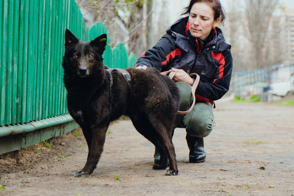A rescued dog from Borodyanka Shelter. (Source: Facebook/Tail Banda)