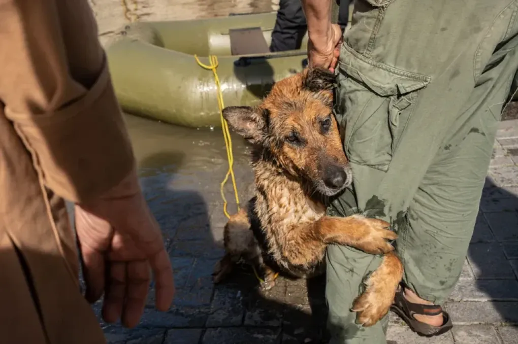 Rescuing German Shepherd Gina (Source: Serhiy Korovainy)