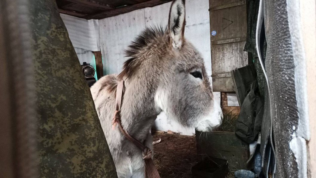 Russian Ministry of Defense Reportedly Deploys Donkeys for Frontline Logistics