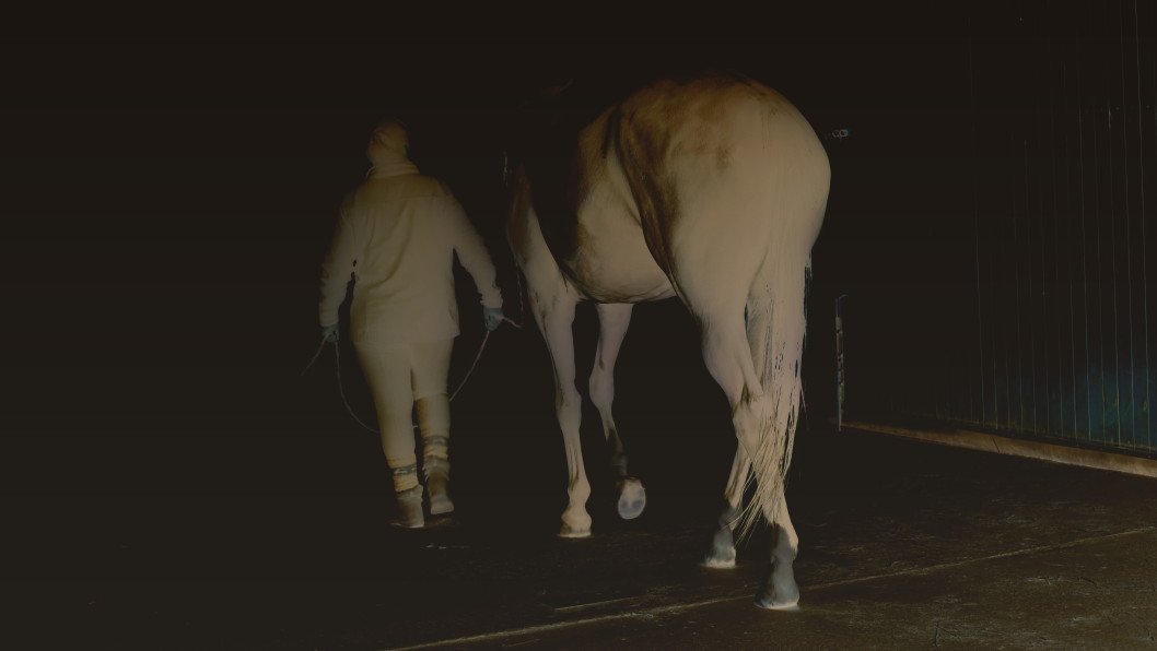 Can Horses Really Heal War Trauma? The Bucha Stable Giving Ukraine’s Veterans New Strength