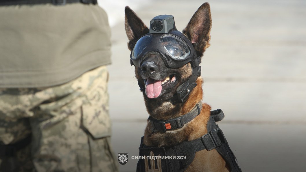 Ukraine’s Service Dogs Are Cute, Brave Warriors Fighting Mine Threats
