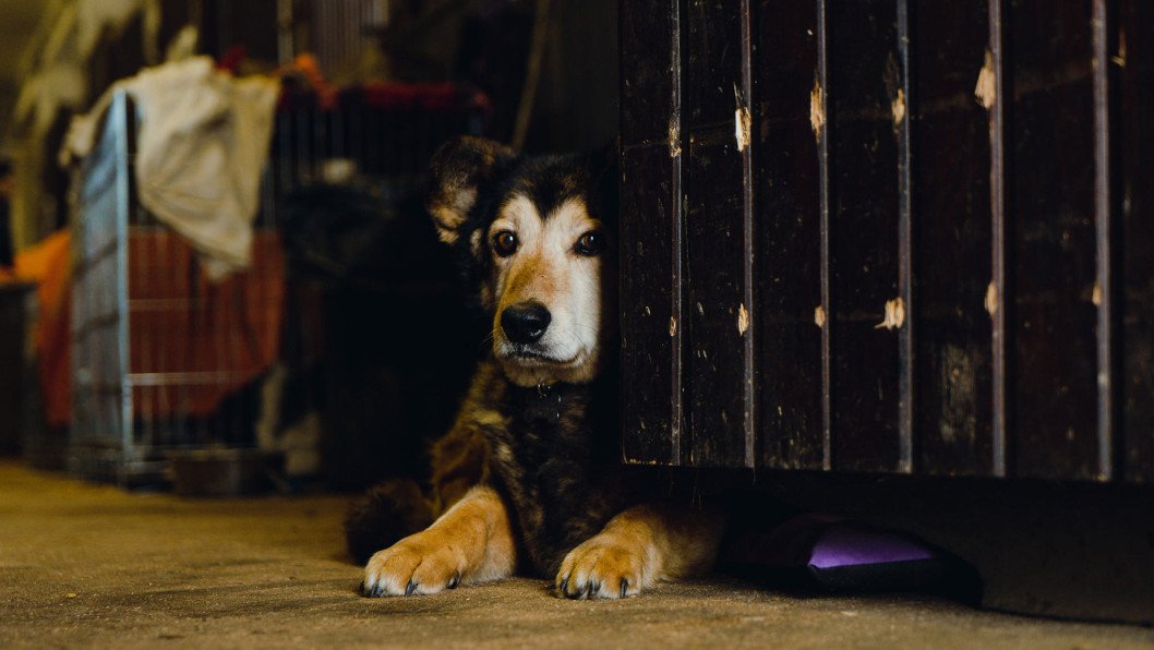 Ukrainian Volunteers Who Have Been Saving Animals Amid War and Devastation
