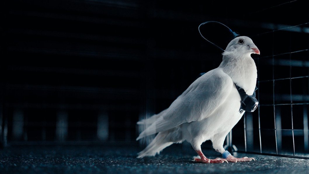Kremlin’s “Bio-Drone” Pigeons Fail to Deliver—but Still Get Funded