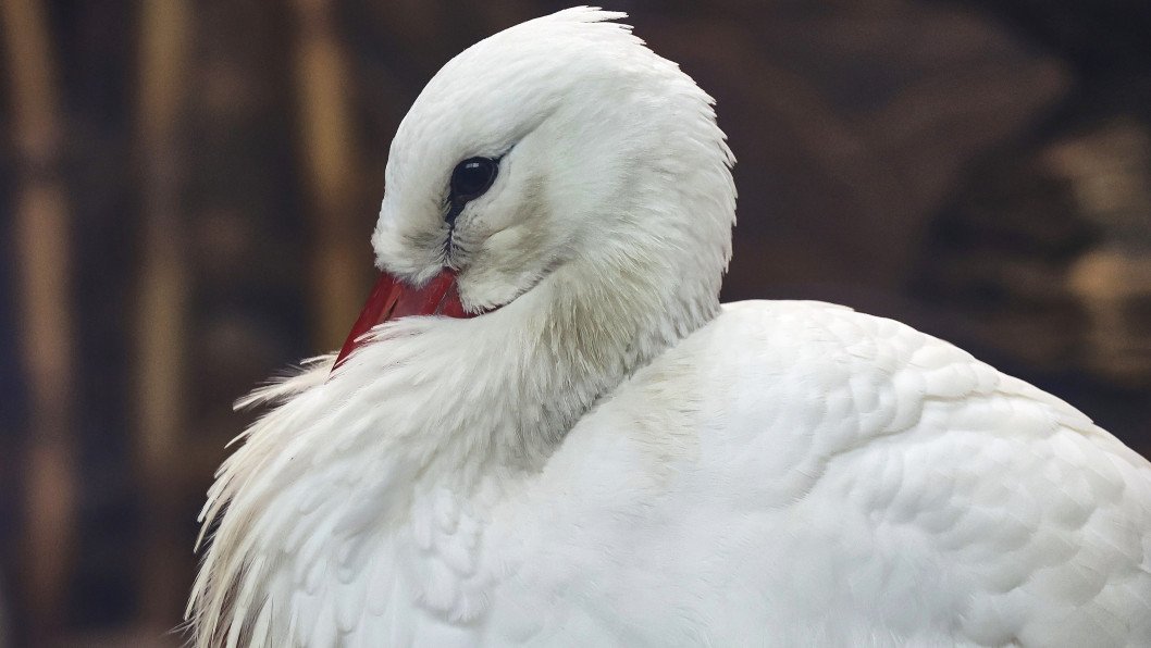 Russian Drone Strike Hits Kharkiv Zoo, Damaging Enclosures and Injuring Animals
