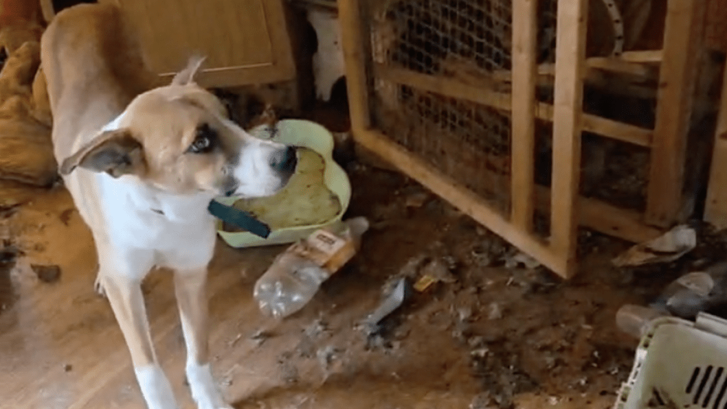 Russian Animal Shelter Linked to Stolen Ukrainian Pets Faces Probe After 200 Deaths