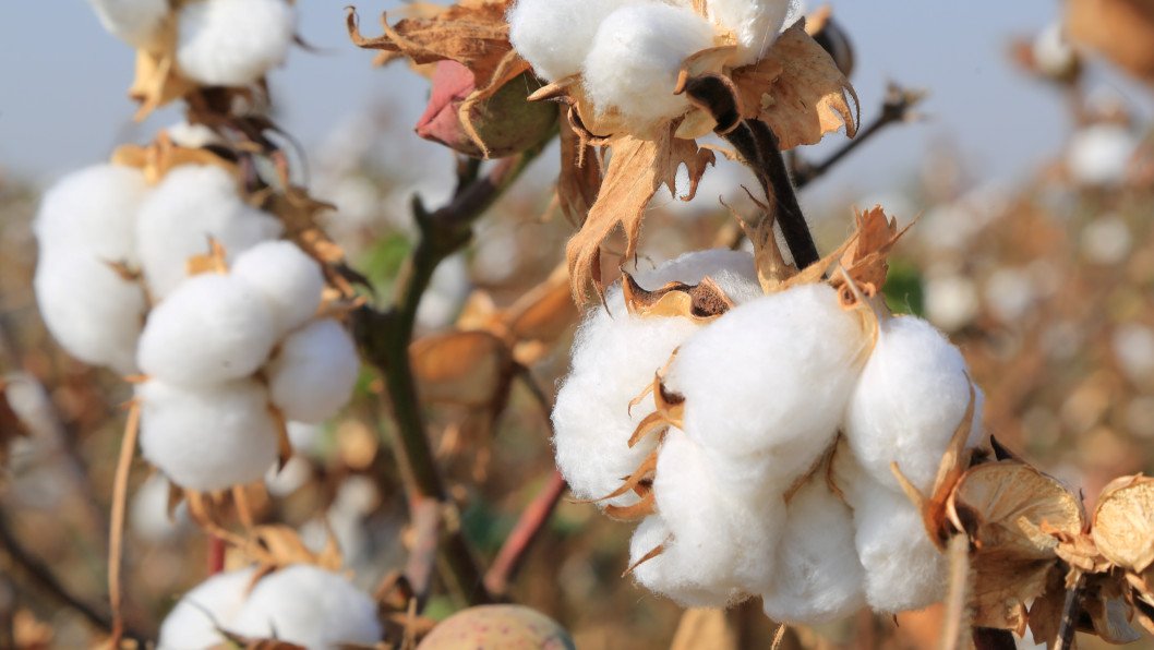 Killer Cotton: How a UK-Uzbek Tycoon Arms Russian Missiles With a Simple Key Ingredient