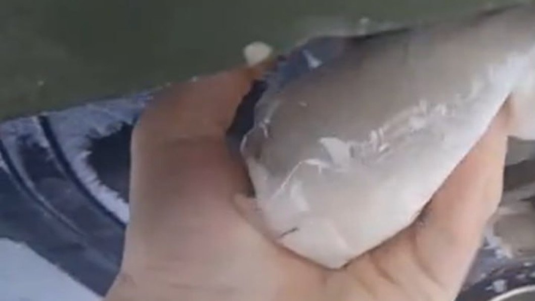 A Spoonful of Sugar—and One Less Russian Electronic Shield