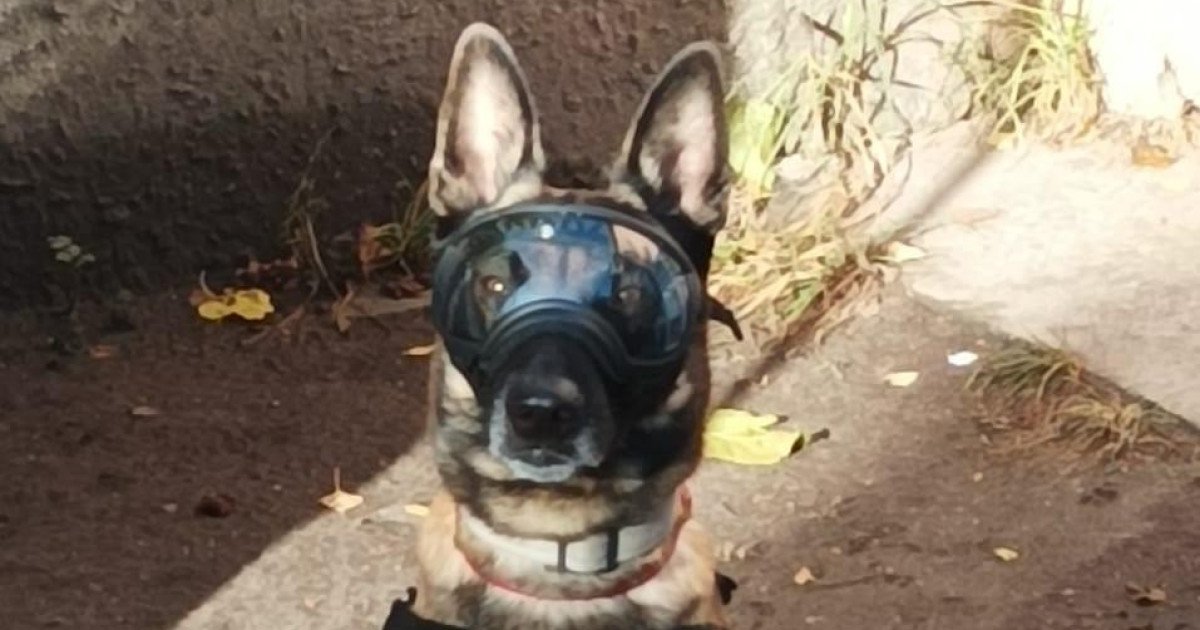 Guardian® GPS 2.0 Dog Fence + Tracking | PetSafe®