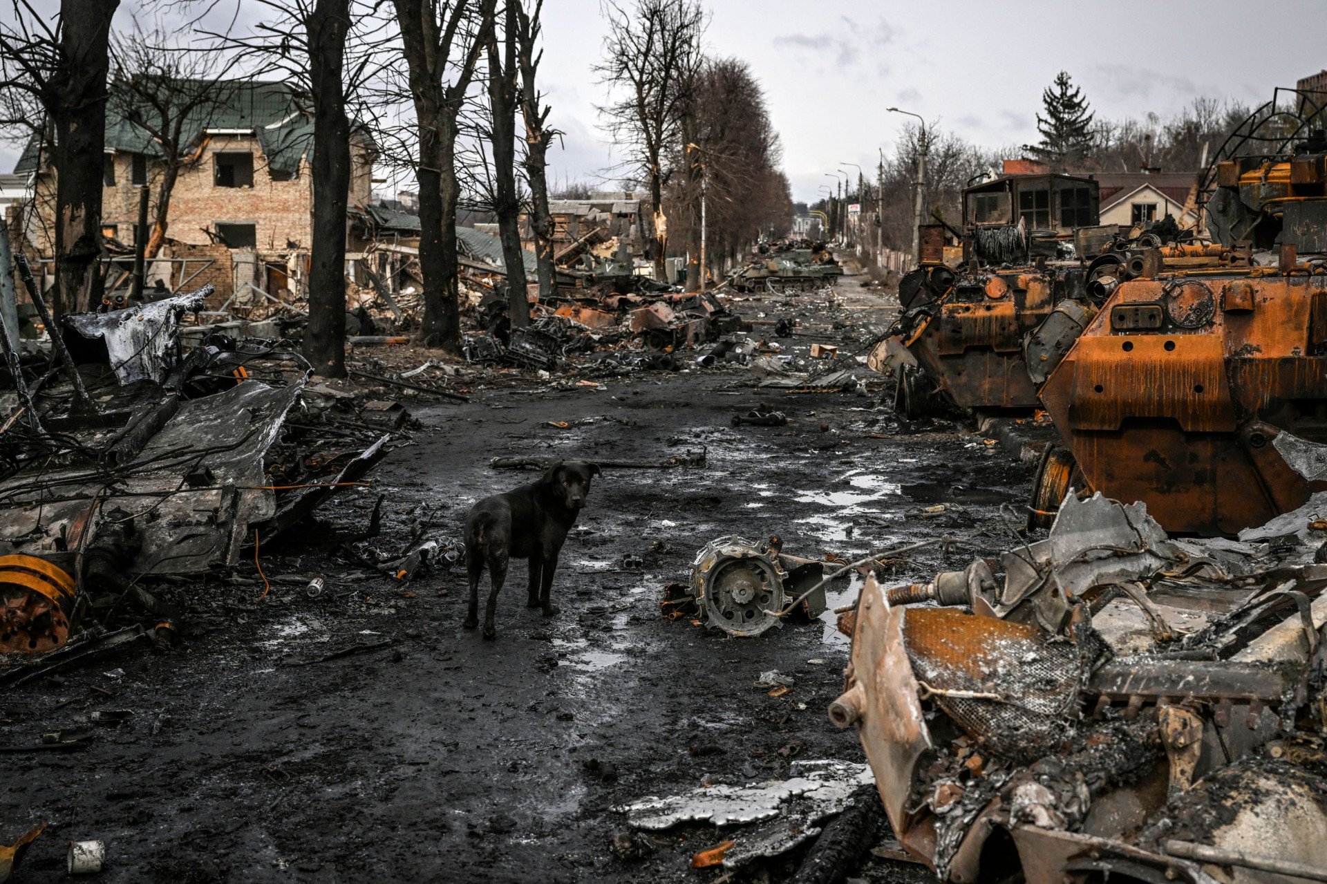 Un perro se encuentra entre vehículos blindados rusos destruidos en la ciudad de Bucha, al oeste de Kyiv, el 4 de marzo de 2022. (Fuente: Getty Images)