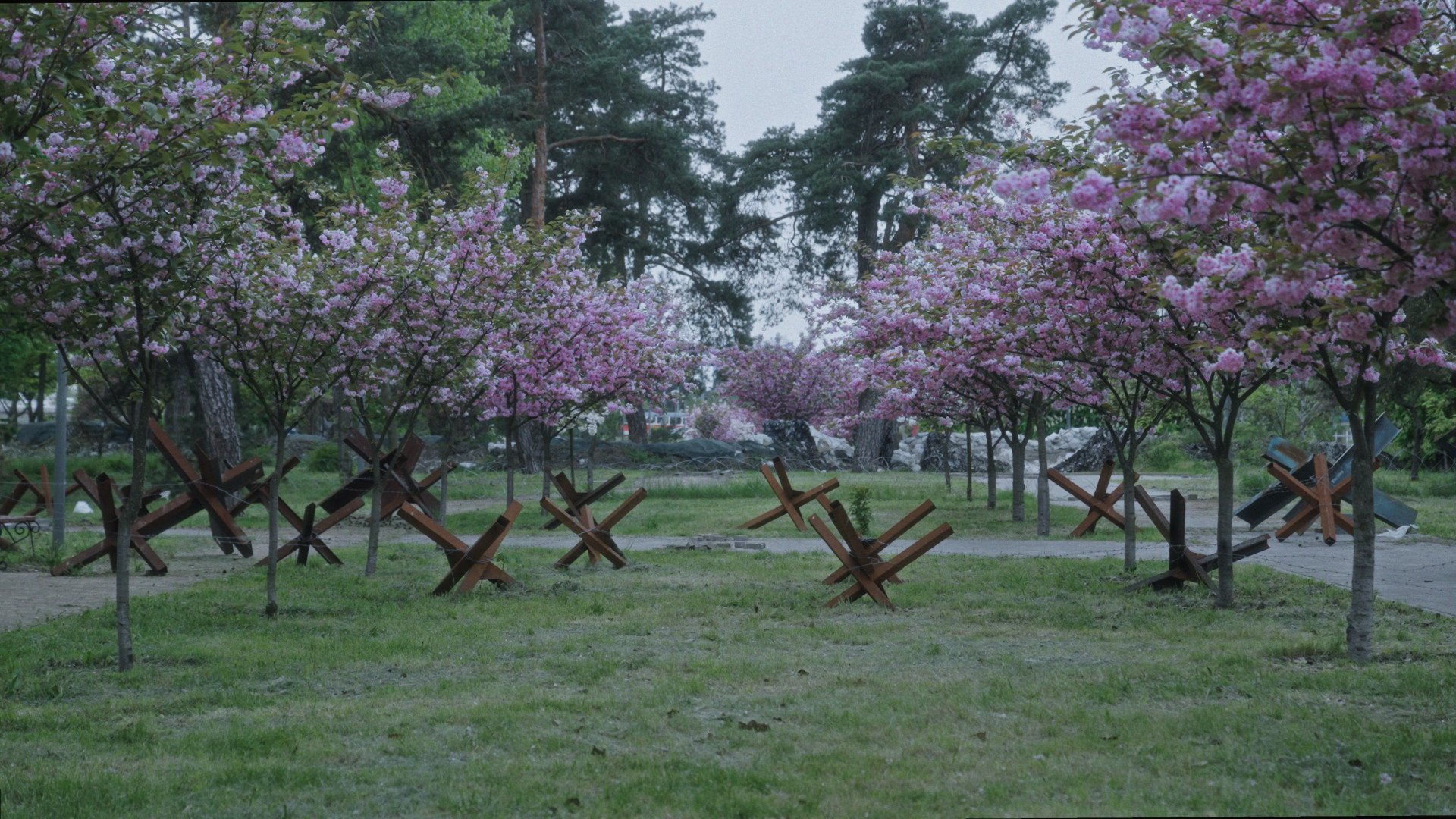 Czech hedgehogs in a cherry tree field. Still from Militantropos. (Image: TABOR Collective)