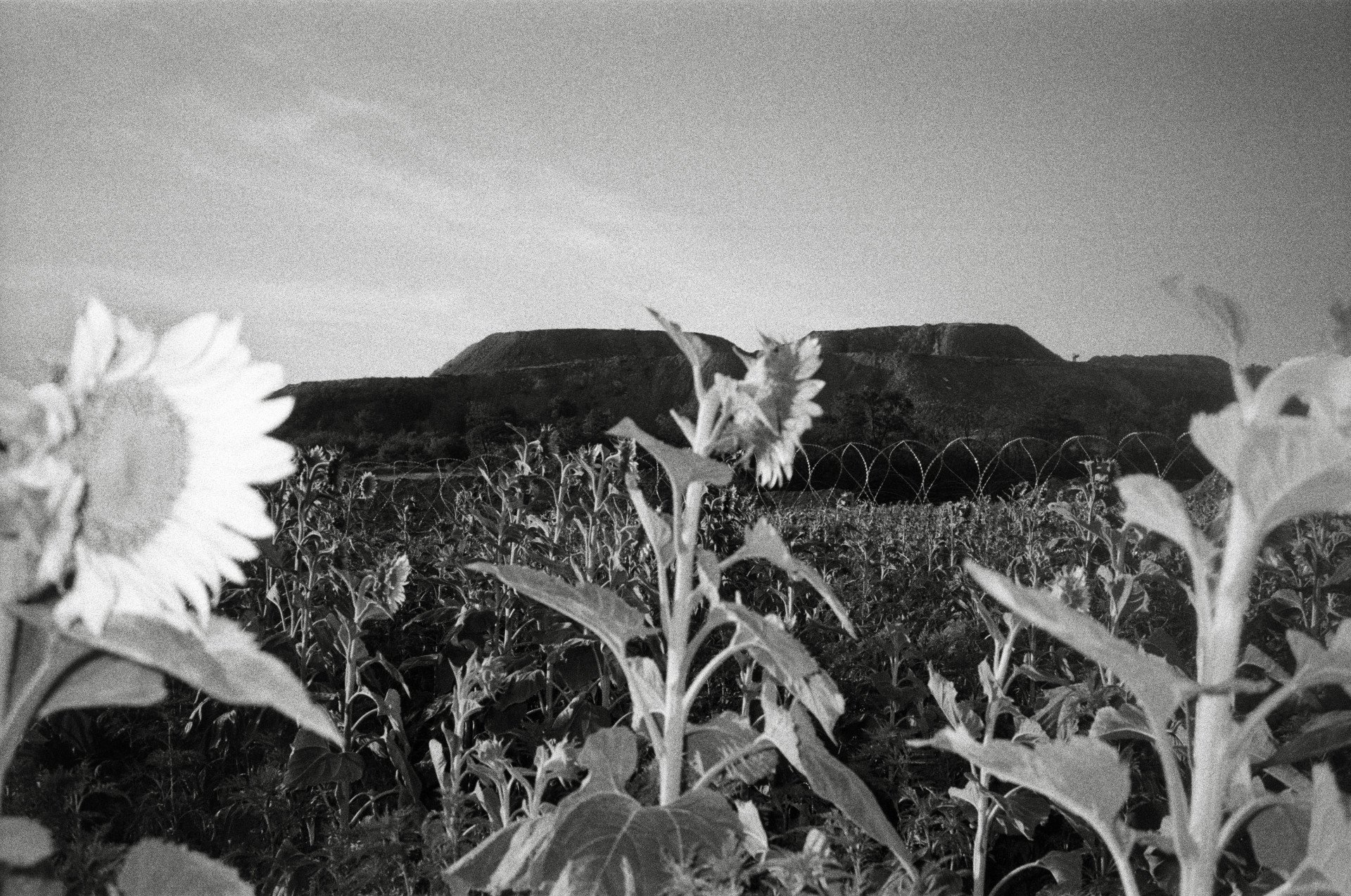 Barbed wire and sunflowers with tericons, spoil tips, in the background, in Dobropillia, Donetsk region, Ukraine, July 2025. (Source: Joshua Olley) Barbed wire and sunflowers with tericons, spoil tips, in the background, in Dobropillia, Donetsk region, Ukraine, July 2025. (Source: Joshua Olley)