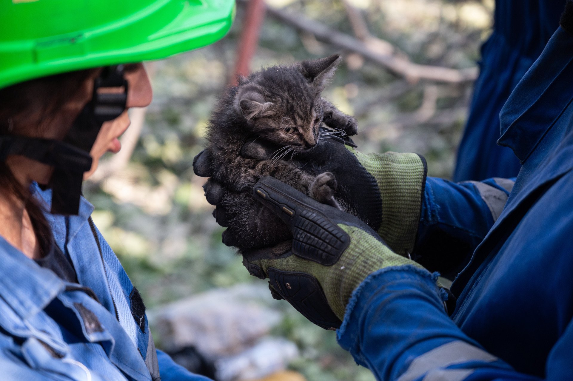 Kitten rescued by emergency workers is seen at the site of a Russian attack in Kyiv, Ukraine on June 17, 2025. (Photo by Danylo Antoniuk via Getty Images)