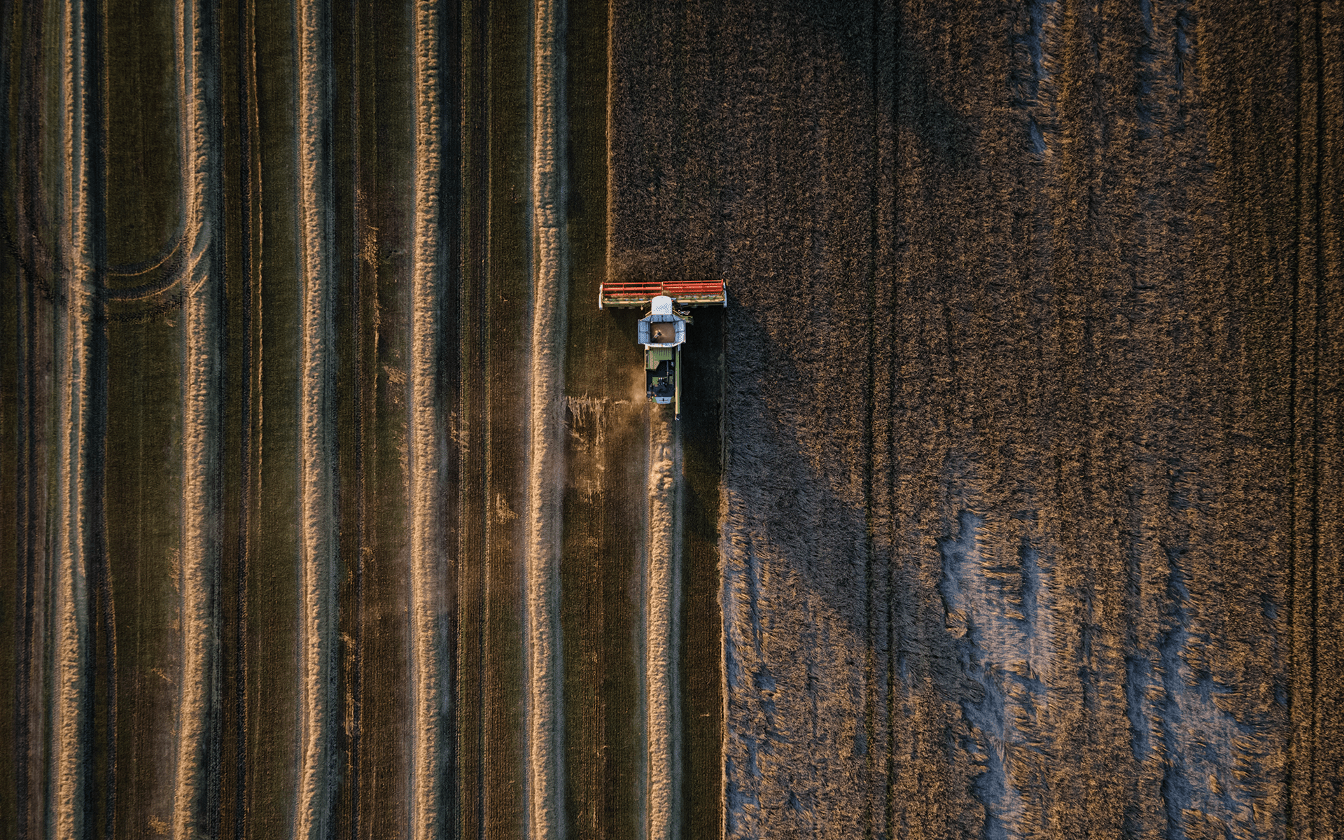 Farmers harvest wheat amid Russia’s war