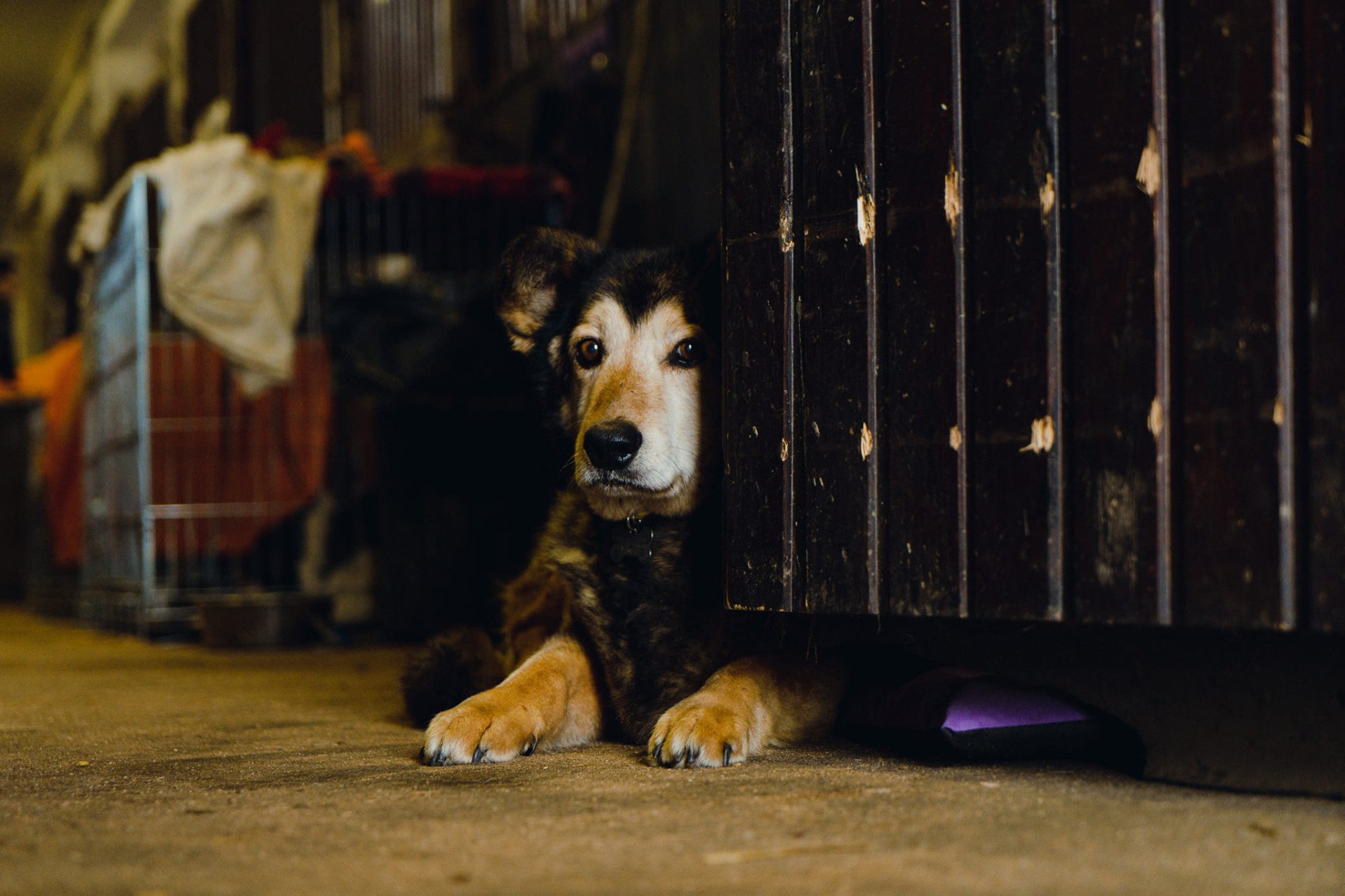 Ukrainian Volunteers Who Have Been Saving Animals Amid War and Devastation