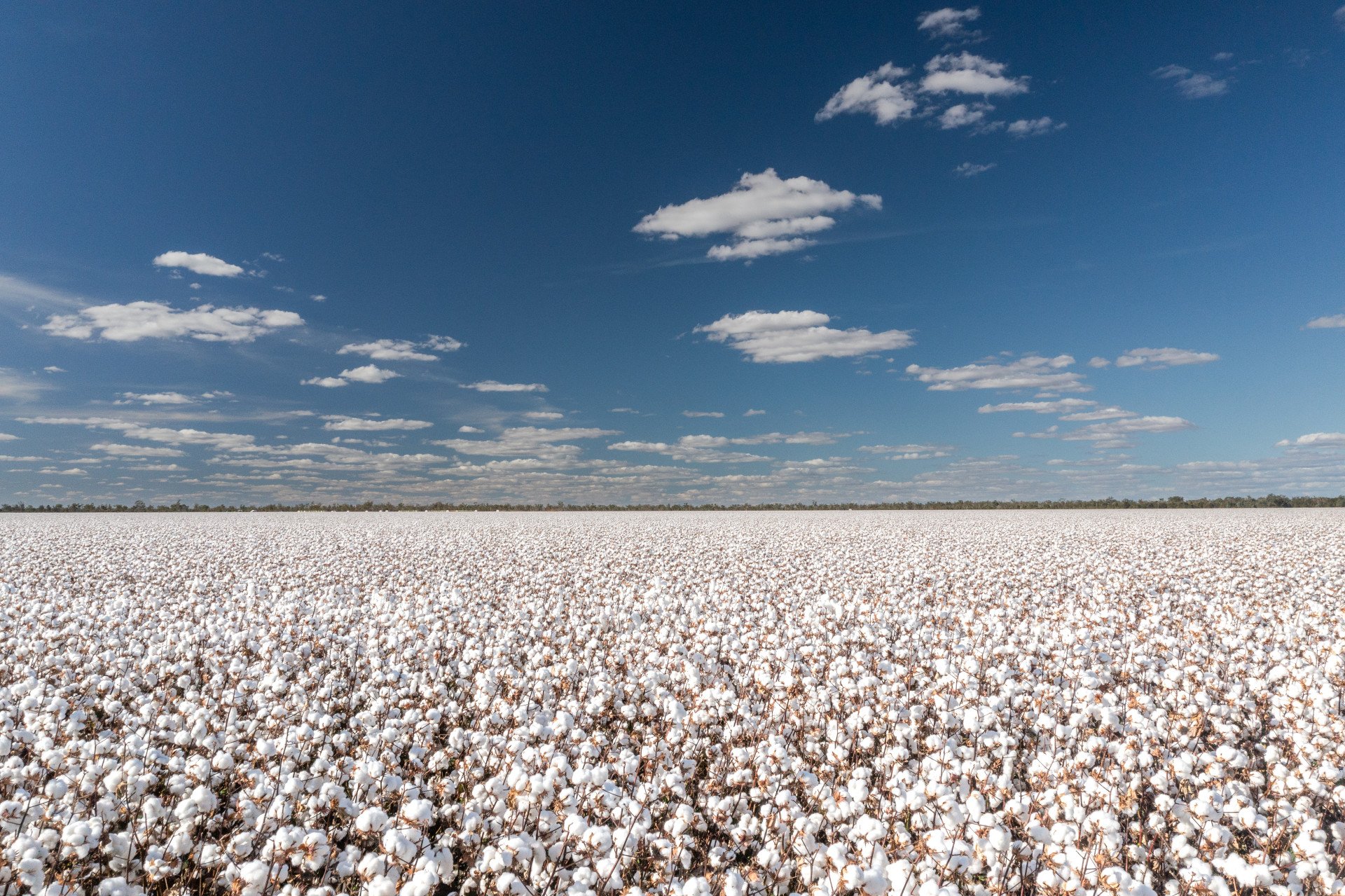 The Uzbek Cotton Behind Russia’s Missile Strikes