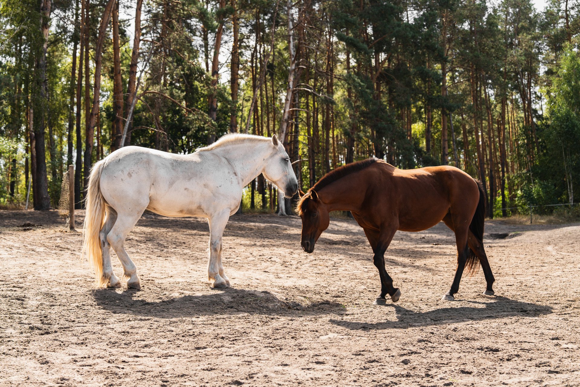 Two horses share a quiet moment on the grounds of Solomakha Ranch. September 2026, Kyiv region. (Photo by Nika Lastvika/EquiReHab Ukraine) Two horses share a quiet moment on the grounds of Solomakha Ranch. September 2026, Kyiv region. (Photo by Nika Lastvika/EquiReHab Ukraine)
