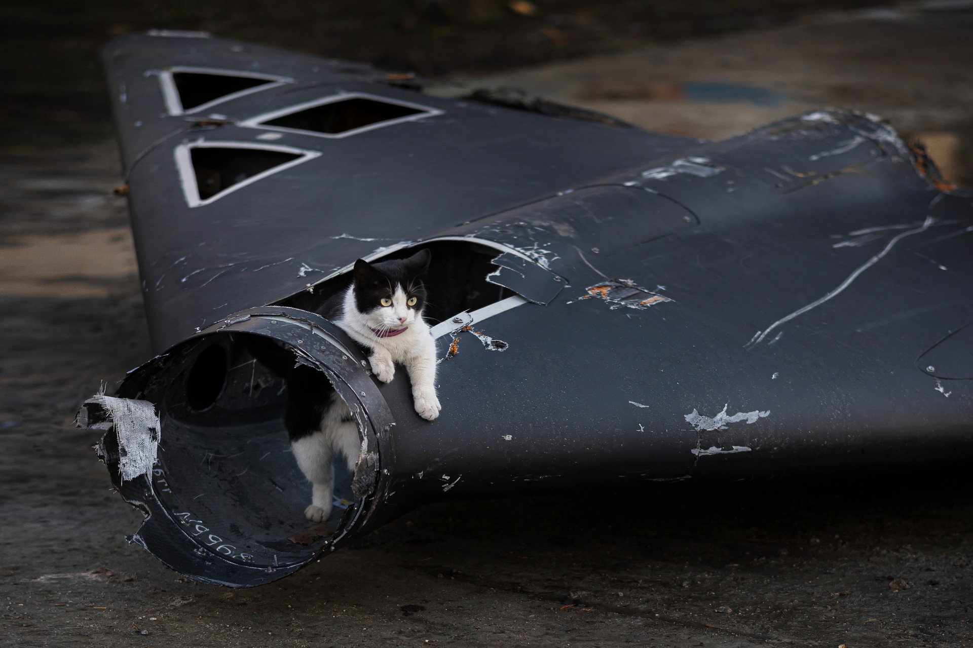 A cat climbs in a wreckage of Russian Geran drone shot down in the Ukrainian sky on March 31, 2024 in Kyiv region, Ukraine. Photo by Zinchenko/Global Images Ukraine via Getty Images.