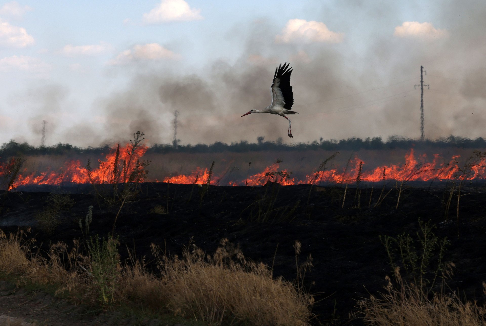 A stork flies over a burning field near the town of Snihurivka, Mykolaiv region, on July 4, 2023. (Photo by ANATOLII STEPANOV/AFP via Getty Images)