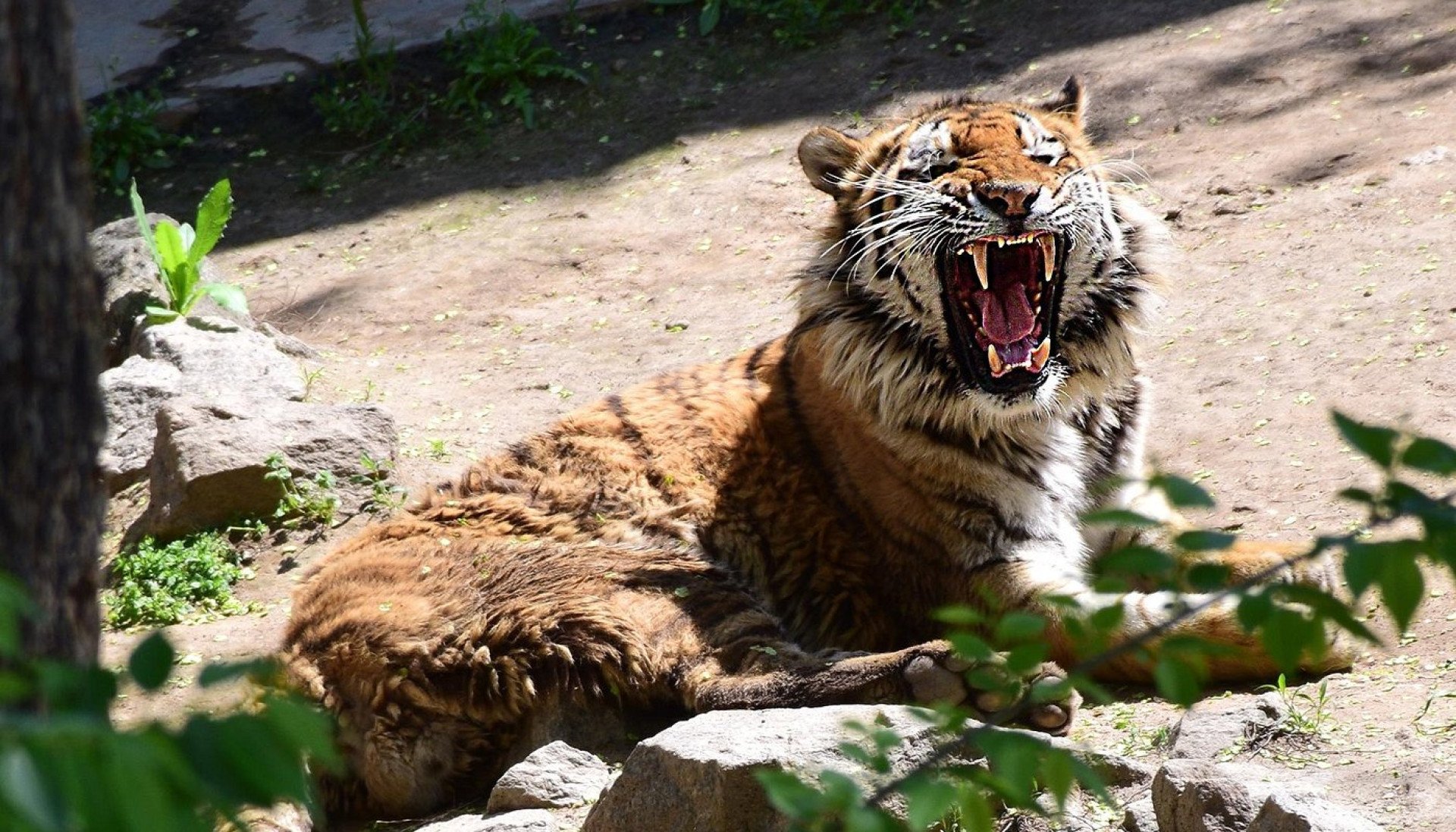 Penelopa in the summer enclosure. In the 1940s, the Amur tiger population was reduced to approximately 40 individuals due to hunting for pelts and habitat loss from human settlement. Amur tigers are solitary animals, with territories that can span up to 1,385 km². (Photo: Mykolaiv Zoo) Penelopa in the summer enclosure. In the 1940s, the Amur tiger population was reduced to approximately 40 individuals due to hunting for pelts and habitat loss from human settlement. Amur tigers are solitary animals, with territories that can span up to 1,385 km². (Photo: Mykolaiv Zoo)