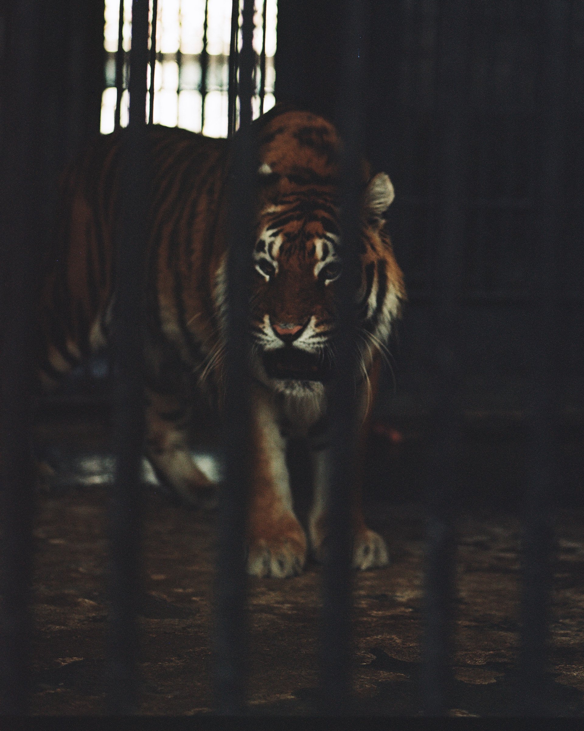 Zoo at War—The Surreal Life of Ukrainian Tigers in a Frontline City