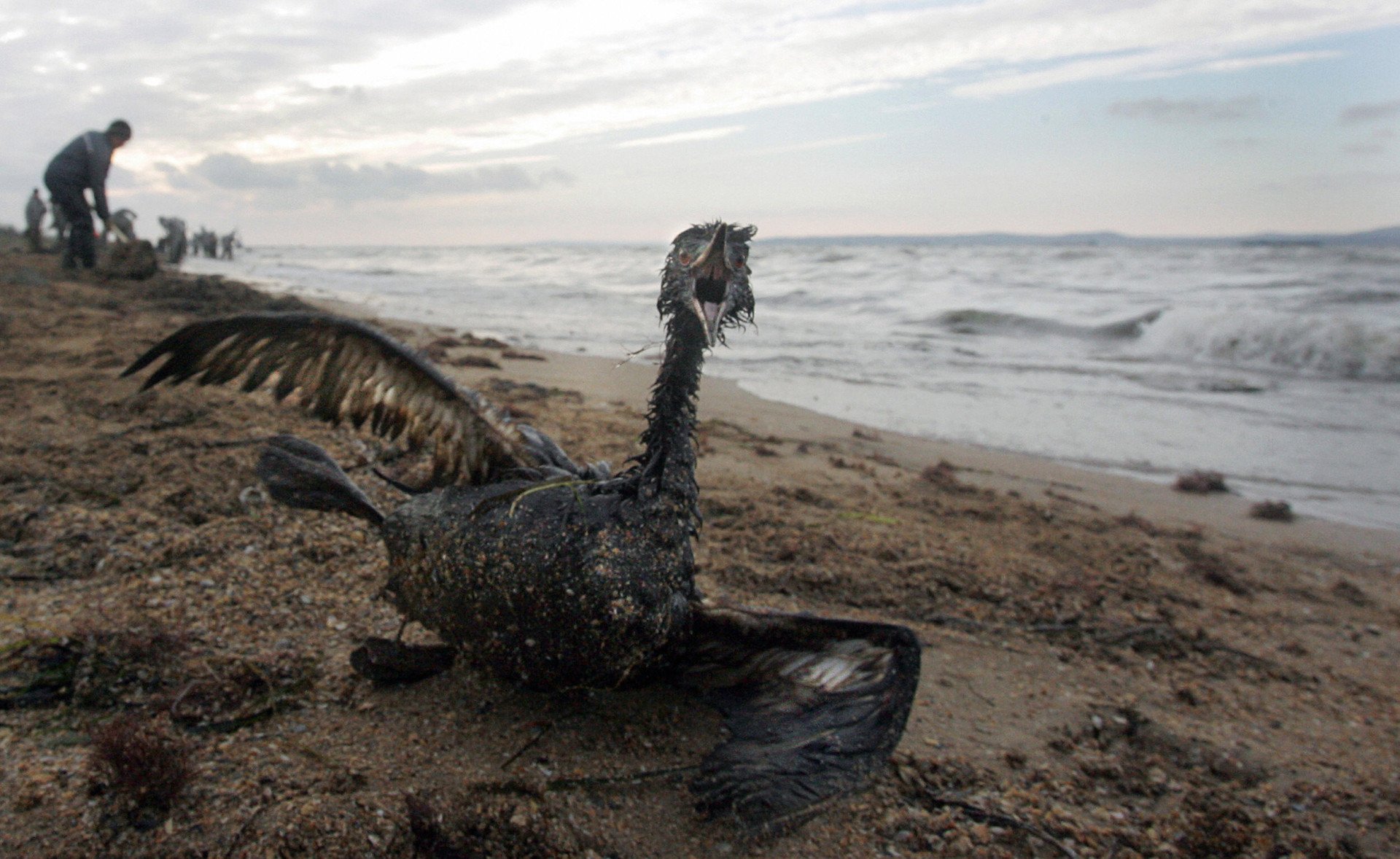 A poisoned bird is seen in front of local volunteers removing oil spill from the Black Sea shore