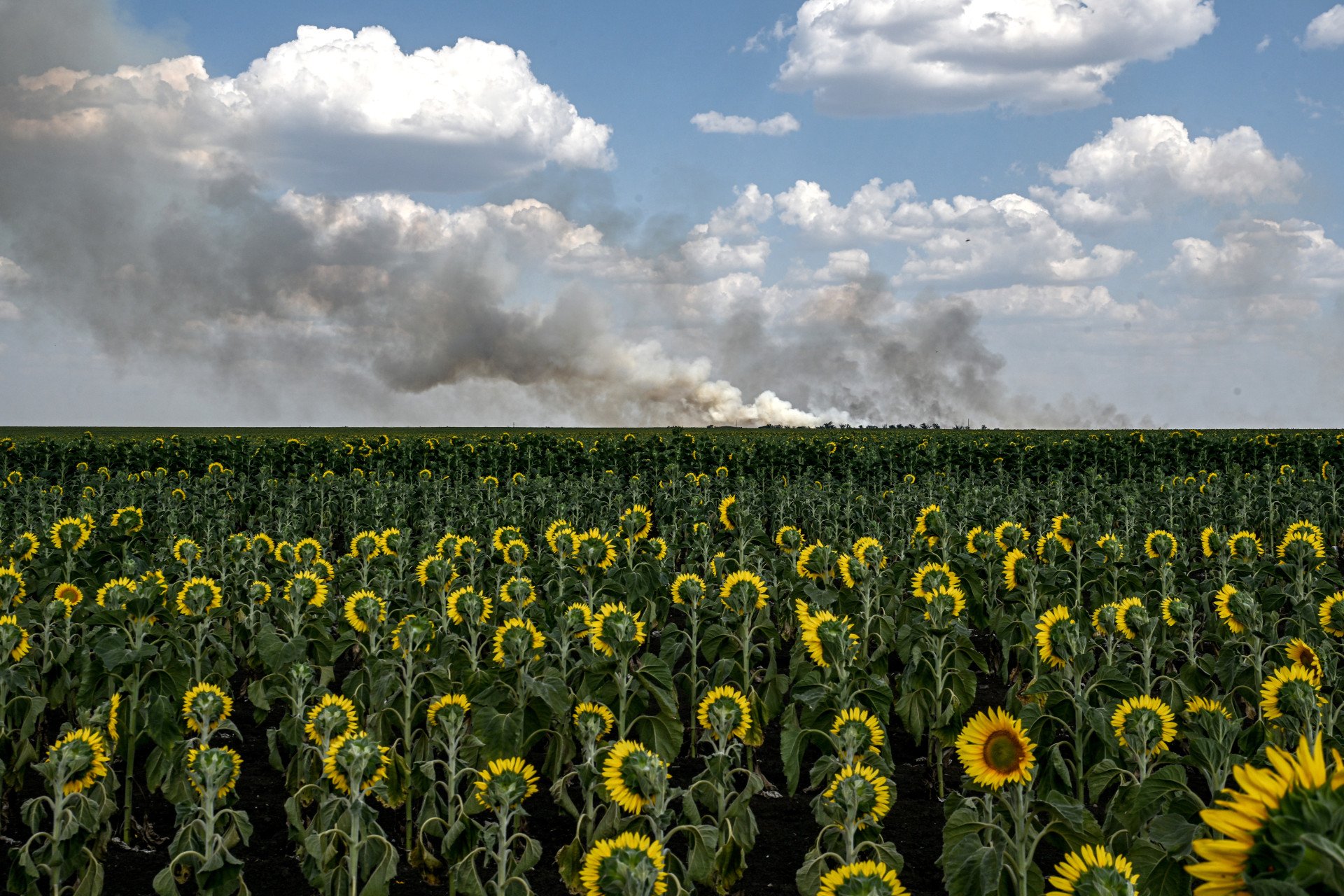A Farm That Won’t Surrender: Life and Work on the Frontline in Kherson